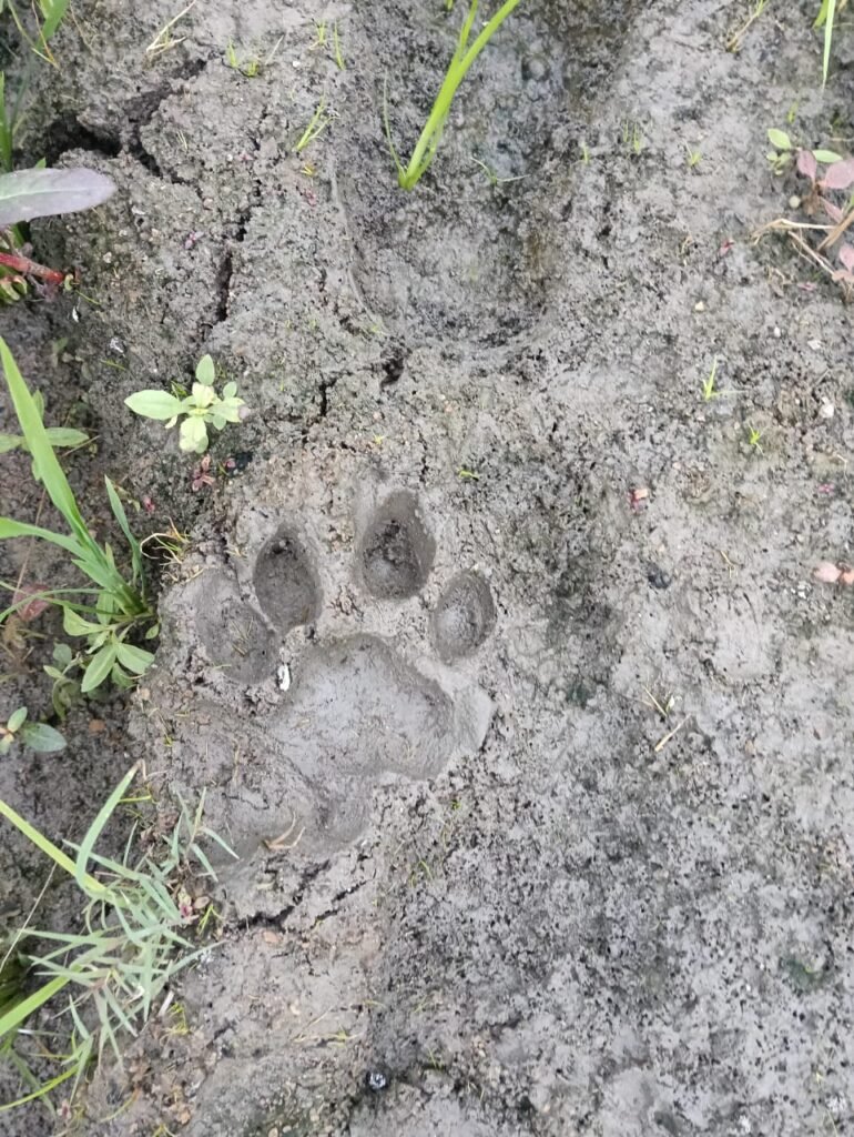 కేసముద్రం మండలం అర్పణపల్లిలో పులి కలకలం