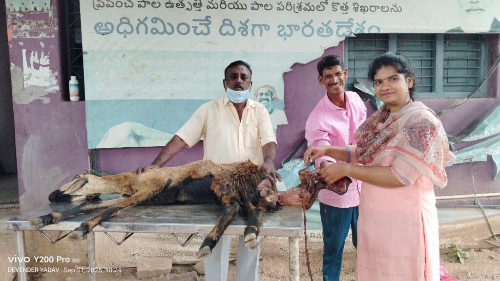 మూడు రోజుల ప్రసవ వేదనతో బాధపడుతున్న గొర్రెకు చికిత్సమృతిచెందిన గొర్రె పిల్లను బయటకు తీసి తల్లి గొర్రెను కాపాడిన వెటర్నరీ అసిస్టెంట్ రేఖ